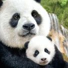 John Krasinski to Narrate Disneynature's BORN IN CHINA