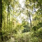 Matthew Jensen's PARK WONDER Photography Book Available from Visual Arts Center of…