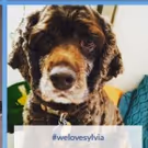 PHOTO FLASH: Dog Owners at SYLVIA Promised a Paw-sitively Wonderful Surprise