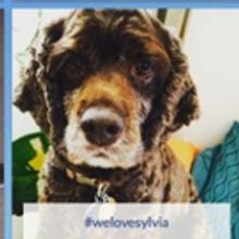 PHOTO FLASH: Dog Owners at SYLVIA Promised a Paw-sitively Wonderful Surprise