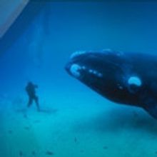 Only 2 Weeks Left to Enter Nat Geo WILD's Short Film Competition