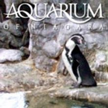 Aquarium of Niagara Kicks Off New Aquatic All-Star Camp This Month