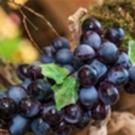 Venetian Las Vegas to Host Festivino, 10/9
