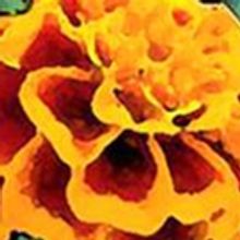 Bridge Street Theatre presents THE EFFECT OF GAMMA RAYS ON THE MAN IN THE MOON MARIGO