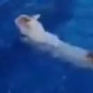CATS Composer Andrew Lloyd Webber Swims With His Cat, Fez