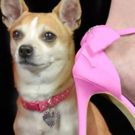 The Round Barn Theatre at Amish Acres Goes Pink with LEGALLY BLONDE