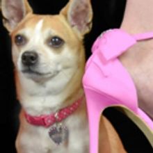 The Round Barn Theatre at Amish Acres Goes Pink with LEGALLY BLONDE