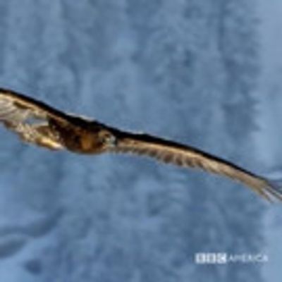 BBC America Greenlights Next Chapter in Story of Our Planet - BLUE PLANET II