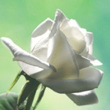 Music Theater Works to Mark 37th Year with MAKE OUR GARDEN GROW Gala