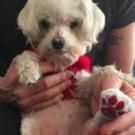HEDWIG Drummer Takes in Rescue Dog 'Cupid'; Advocates for Animal Foster Care