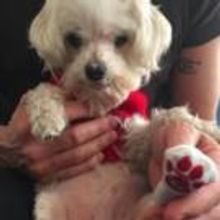 HEDWIG Drummer Takes in Rescue Dog 'Cupid'; Advocates for Animal Foster Care