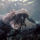 THIRTEEN to Present 'Nature's Perfect Partners' on PBS, 5/11