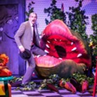 BWW Review: LITTLE SHOP OF HORRORS at Playhouse On Park Photo