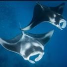 Oceans, Dinosaurs and More Set for National Geographic's 2015-16 Speaker Series at…