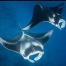 Oceans, Dinosaurs and More Set for National Geographic's 2015-16 Speaker Series at…