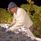 Wine Institute: 2016 California Wine Harvest Report