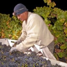 Wine Institute: 2016 California Wine Harvest Report