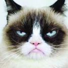 Grumpy Cat Will Become First Real Feline to Claw Into Broadway's CATS