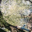 Tift Merritt Premieres 'Icarus' Video on CMT + On Tour Now