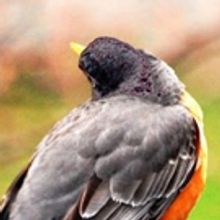 BBW Interview: Singer and Songwriter Robb Nesbitt