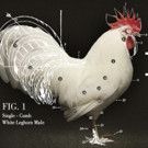 CMT to Premiere Original Documentary CHICKEN PEOPLE, 11/23