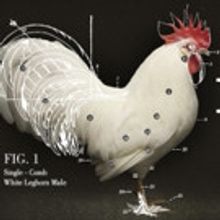 CMT to Premiere Original Documentary CHICKEN PEOPLE, Today