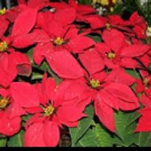 Teatro Paraguas to Host A Musical Piñata for Christmas III