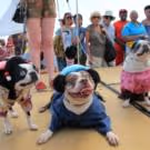 Take Fido on The Wonder Wheel for 2015 PET DAY at Coney Island Today