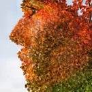 Palm Beach Dramaworks presents ARCADIA by Tom Stoppard
