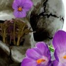 Turn to Flesh Productions Presents MAY VIOLETS SPRING