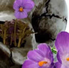 Turn to Flesh Productions Presents MAY VIOLETS SPRING