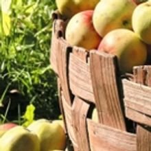 BWW Cooks: Welcome to Apple Harvest Season