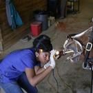 Nat Geo WILD Premieres New Series VET SCHOOL Tonight