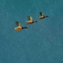 Cult Writer Rediscovered By The Finborough Theatre