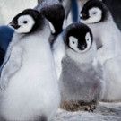 Kate Winslet to Narrate PBS NATURE's 'Snow Chick', Today