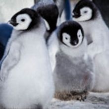 Kate Winslet to Narrate PBS NATURE's 'Snow Chick', Today