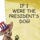 Chihuahua Predicts Election In New Book, IF I WERE THE PRESIDENT'S DOG! By The…