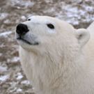 America Museum Of Natural History To Present WONDERS OF THE ARTIC, Today