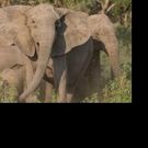GORONGOSA REBORN: A CAMERAMAN'S JOURNAL Set for NYU Skirball Center, 3/29