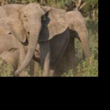 GORONGOSA REBORN: A CAMERAMAN'S JOURNAL Set for NYU Skirball Center, 3/29