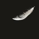 U.S. Premiere of MAN COVETS BIRD Set for 24th Street Theatre, Now thru 11/22