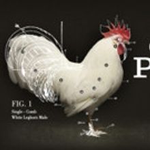 Samuel Goldwyn Films & CMT Will Hatch Competitive Documentary CHICKEN PEOPLE