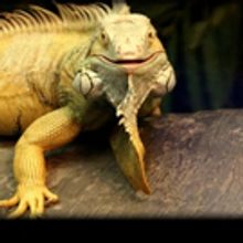Reptile Weekend Set for Binder Park Zoo This Today and Sunday