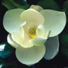 THE CURIOUS GARDEN Exhibit to Focuse on Nature's Beauty at Atlanta Botanical Garden