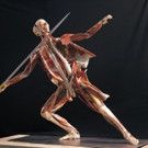 BODY WORLDS RX Debuts in Houston at The Health Museum