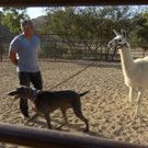 Jerry Seinfeld Guests on Season 3 Premiere of Nat Geo Wild's CESAR 911 Tonight
