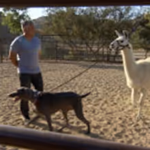 Jerry Seinfeld Guests on Season 3 Premiere of Nat Geo Wild's CESAR 911 Tonight