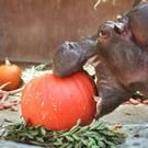 BOO AT L.A. ZOO to Feature Caves, Graveyard Safari & Morw