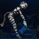 BWW Review: CATS, New Wimbledon Theatre, 10 November 2016