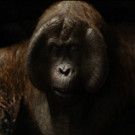 VIDEO: First Look - Meet Christopher Walken's 'King Louie' in Disney's THE JUNGLE…